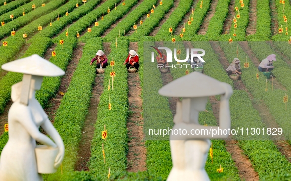 Tea farmers are picking tea leaves at a tea plantation in Qingdao, China, on June 2, 2024. 