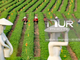 Tea farmers are picking tea leaves at a tea plantation in Qingdao, China, on June 2, 2024. (