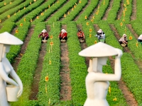 Tea farmers are picking tea leaves at a tea plantation in Qingdao, China, on June 2, 2024. (