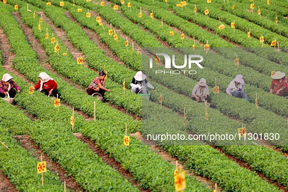 Tea farmers are picking tea leaves at a tea plantation in Qingdao, China, on June 2, 2024. 