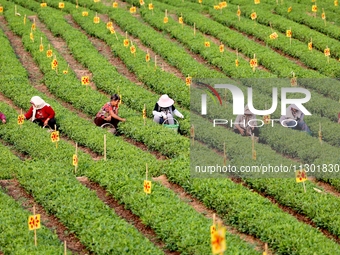 Tea farmers are picking tea leaves at a tea plantation in Qingdao, China, on June 2, 2024. (