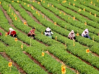 Tea farmers are picking tea leaves at a tea plantation in Qingdao, China, on June 2, 2024. (