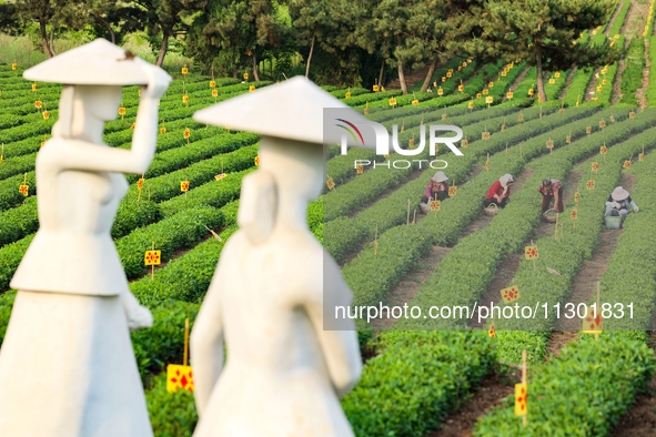 Tea farmers are picking tea leaves at a tea plantation in Qingdao, China, on June 2, 2024. 