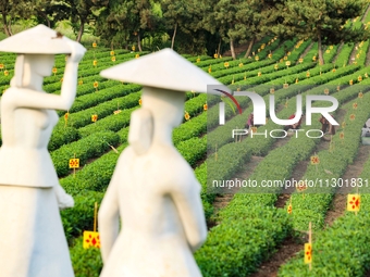 Tea farmers are picking tea leaves at a tea plantation in Qingdao, China, on June 2, 2024. (