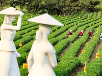 Tea farmers are picking tea leaves at a tea plantation in Qingdao, China, on June 2, 2024. (