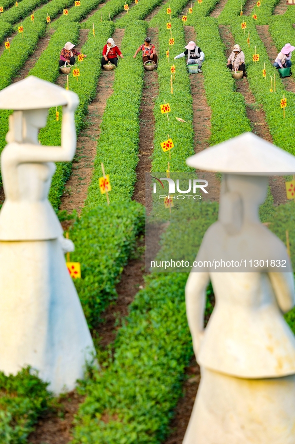 Tea farmers are picking tea leaves at a tea plantation in Qingdao, China, on June 2, 2024. 