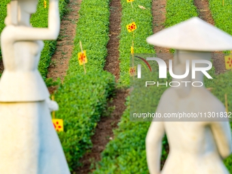 Tea farmers are picking tea leaves at a tea plantation in Qingdao, China, on June 2, 2024. (