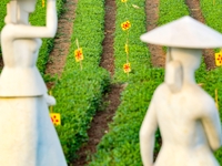 Tea farmers are picking tea leaves at a tea plantation in Qingdao, China, on June 2, 2024. (