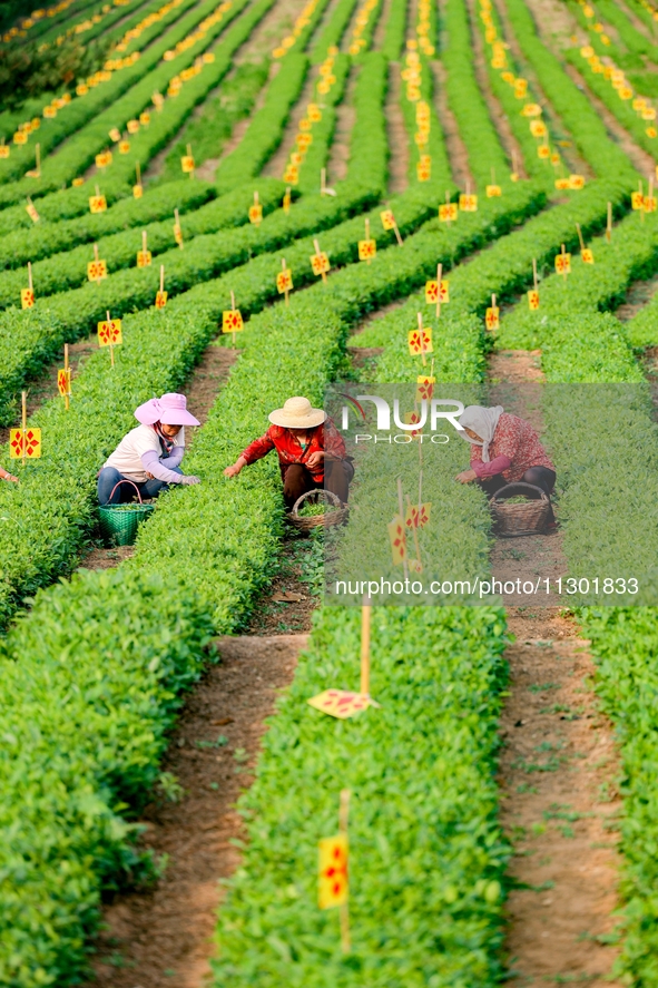 Tea farmers are picking tea leaves at a tea plantation in Qingdao, China, on June 2, 2024. 