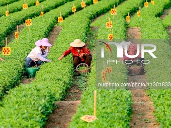 Tea farmers are picking tea leaves at a tea plantation in Qingdao, China, on June 2, 2024. (