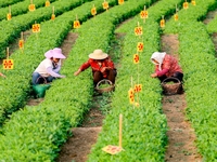 Tea farmers are picking tea leaves at a tea plantation in Qingdao, China, on June 2, 2024. (