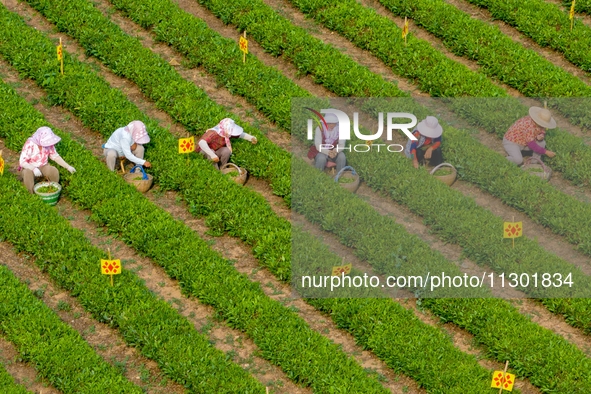 Tea farmers are picking tea leaves at a tea plantation in Qingdao, China, on June 2, 2024. 