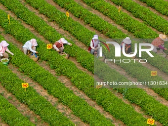 Tea farmers are picking tea leaves at a tea plantation in Qingdao, China, on June 2, 2024. (