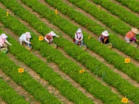 Tea farmers are picking tea leaves at a tea plantation in Qingdao, China, on June 2, 2024. (