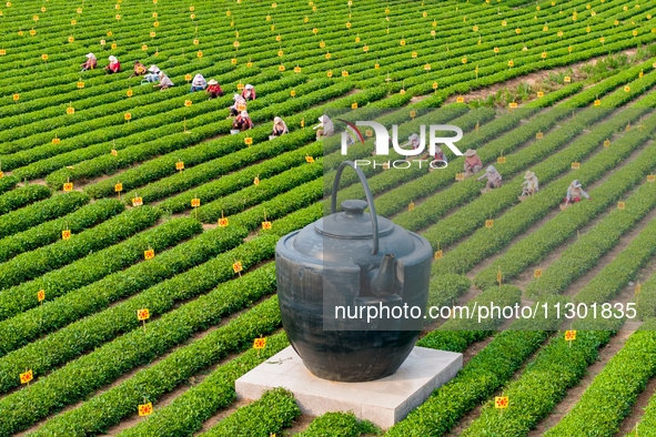 Tea farmers are picking tea leaves at a tea plantation in Qingdao, China, on June 2, 2024. 