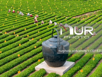 Tea farmers are picking tea leaves at a tea plantation in Qingdao, China, on June 2, 2024. (