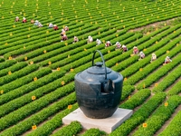 Tea farmers are picking tea leaves at a tea plantation in Qingdao, China, on June 2, 2024. (