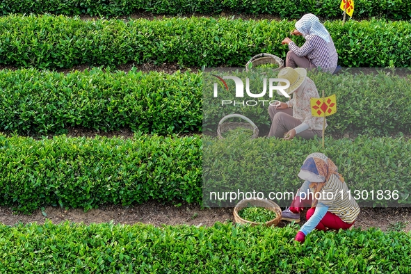 Tea farmers are picking tea leaves at a tea plantation in Qingdao, China, on June 2, 2024. 