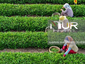 Tea farmers are picking tea leaves at a tea plantation in Qingdao, China, on June 2, 2024. (