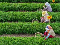 Tea farmers are picking tea leaves at a tea plantation in Qingdao, China, on June 2, 2024. (