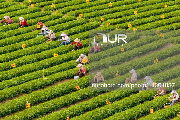 Tea farmers are picking tea leaves at a tea plantation in Qingdao, China, on June 2, 2024. 