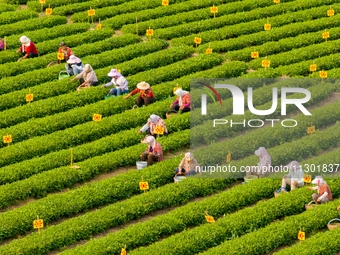 Tea farmers are picking tea leaves at a tea plantation in Qingdao, China, on June 2, 2024. (