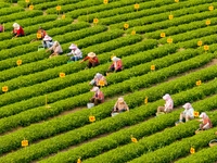 Tea farmers are picking tea leaves at a tea plantation in Qingdao, China, on June 2, 2024. (