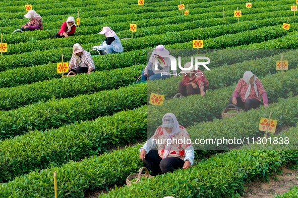 Tea farmers are picking tea leaves at a tea plantation in Qingdao, China, on June 2, 2024. 