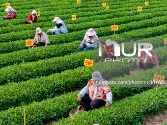 Tea farmers are picking tea leaves at a tea plantation in Qingdao, China, on June 2, 2024. (