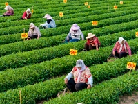 Tea farmers are picking tea leaves at a tea plantation in Qingdao, China, on June 2, 2024. (