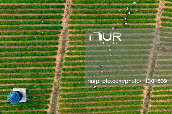 Tea farmers are picking tea leaves at a tea plantation in Qingdao, China, on June 2, 2024. 