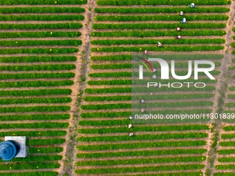 Tea farmers are picking tea leaves at a tea plantation in Qingdao, China, on June 2, 2024. (