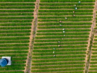 Tea farmers are picking tea leaves at a tea plantation in Qingdao, China, on June 2, 2024. (