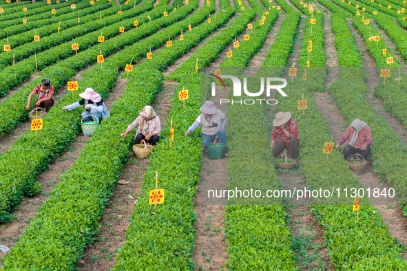 Tea farmers are picking tea leaves at a tea plantation in Qingdao, China, on June 2, 2024. 