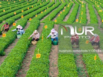 Tea farmers are picking tea leaves at a tea plantation in Qingdao, China, on June 2, 2024. (