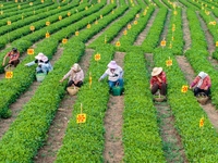 Tea farmers are picking tea leaves at a tea plantation in Qingdao, China, on June 2, 2024. (