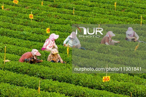 Tea farmers are picking tea leaves at a tea plantation in Qingdao, China, on June 2, 2024. 