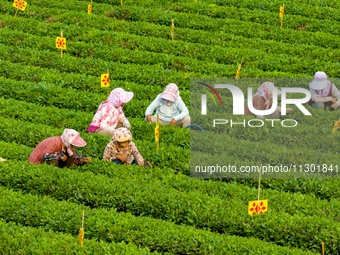 Tea farmers are picking tea leaves at a tea plantation in Qingdao, China, on June 2, 2024. (