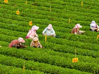 Tea farmers are picking tea leaves at a tea plantation in Qingdao, China, on June 2, 2024. (