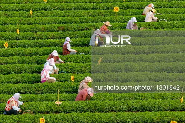 Tea farmers are picking tea leaves at a tea plantation in Qingdao, China, on June 2, 2024. 