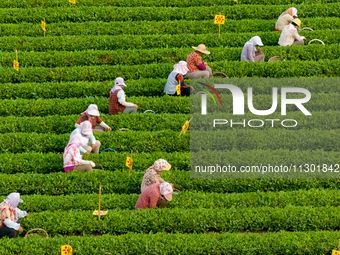 Tea farmers are picking tea leaves at a tea plantation in Qingdao, China, on June 2, 2024. (