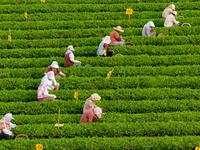 Tea farmers are picking tea leaves at a tea plantation in Qingdao, China, on June 2, 2024. (