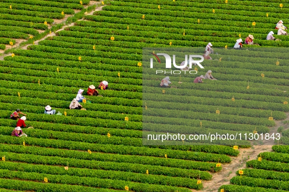 Tea farmers are picking tea leaves at a tea plantation in Qingdao, China, on June 2, 2024. 