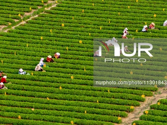 Tea farmers are picking tea leaves at a tea plantation in Qingdao, China, on June 2, 2024. (