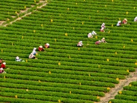 Tea farmers are picking tea leaves at a tea plantation in Qingdao, China, on June 2, 2024. (