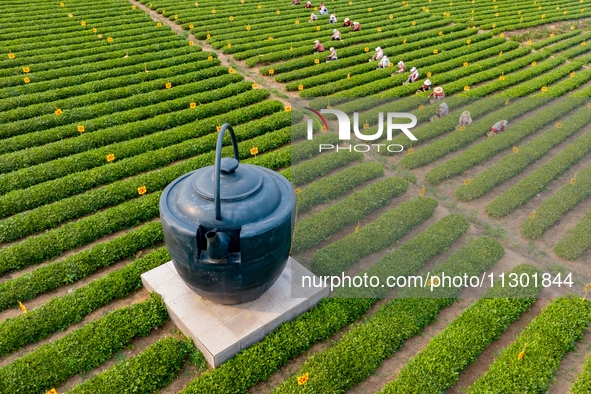 Tea farmers are picking tea leaves at a tea plantation in Qingdao, China, on June 2, 2024. 