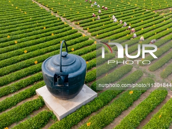 Tea farmers are picking tea leaves at a tea plantation in Qingdao, China, on June 2, 2024. (