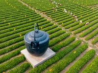 Tea farmers are picking tea leaves at a tea plantation in Qingdao, China, on June 2, 2024. (