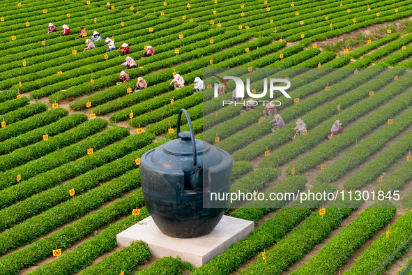 Tea farmers are picking tea leaves at a tea plantation in Qingdao, China, on June 2, 2024. 