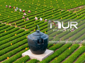 Tea farmers are picking tea leaves at a tea plantation in Qingdao, China, on June 2, 2024. (